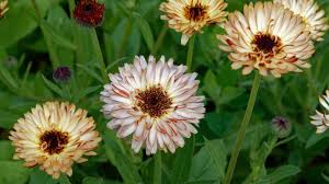 Attēlu rezultāti vaicājumam “Calendula officinalis leaf”