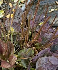 Attēlu rezultāti vaicājumam “Plantago major subsp. intermedia leaf”
