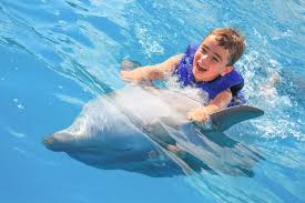 Image result for Adventure Dolphin