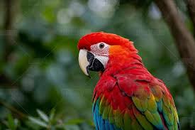 「綠羽毛」的圖片搜尋結果