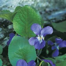 Attēlu rezultāti vaicājumam “Viola riviniana leaf”