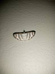 Attēlu rezultāti vaicājumam “Luquetia lobella”