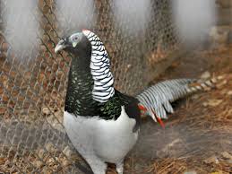 Image result for Chrysolophus amherstiae