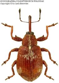 Attēlu rezultāti vaicājumam “Anthonomus phyllocola”