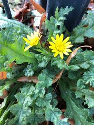 Attēlu rezultāti vaicājumam “Senecio vernalis leaf”