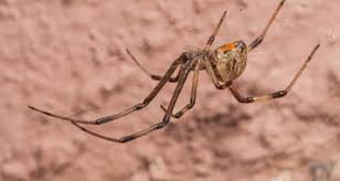 Attēlu rezultāti vaicājumam “Theridiidae”