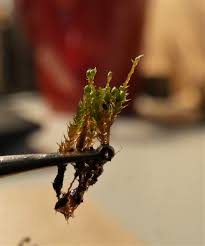 Attēlu rezultāti vaicājumam “Bryum pallescens sporophyte”