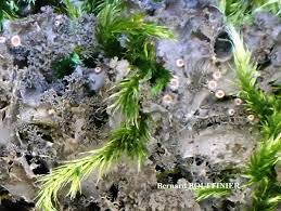 Attēlu rezultāti vaicājumam “Leptogium lichenoides”