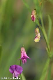 Attēlu rezultāti vaicājumam “Lathyrus palustris bud”