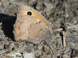 Attēlu rezultāti vaicājumam “Hyponephele lycaon male”