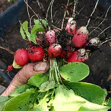 Attēlu rezultāti vaicājumam “Raphanus sativus”