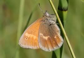 Attēlu rezultāti vaicājumam “Coenonympha tullia underside”