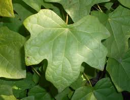 Attēlu rezultāti vaicājumam “Menispermum dauricum leaf”