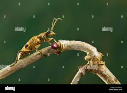 Attēlu rezultāti vaicājumam “Rhagium mordax”