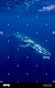 Image result for Balaenoptera omurai
