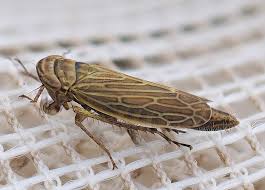 Attēlu rezultāti vaicājumam “Paramesus obtusifrons”