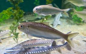 Image result for Alosa pseudoharengus