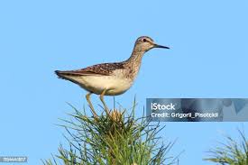 Attēlu rezultāti vaicājumam “Tringa glareola”