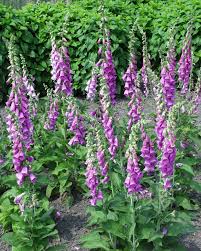 Image result for Fingerhut rot