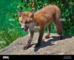 Attēlu rezultāti vaicājumam “Vulpes vulpes  juvenile”