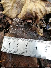 Attēlu rezultāti vaicājumam “Lycogala paraconfusum sessile”