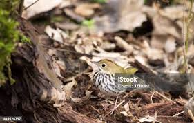 Image result for Seiurus aurocapilla