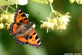 Attēlu rezultāti vaicājumam “Aglais urticae upperside”