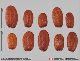 Attēlu rezultāti vaicājumam “Capsella bursa-pastoris fruit”