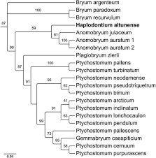 Attēlu rezultāti vaicājumam “Bryum neodamense”