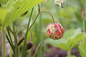 Attēlu rezultāti vaicājumam “Fragaria viridis flower”