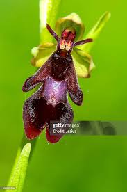 Attēlu rezultāti vaicājumam “Ophrys insectifera flower”