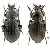 Attēlu rezultāti vaicājumam “Carabus arcensis”