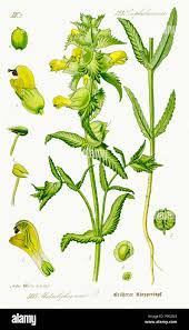 Attēlu rezultāti vaicājumam “Rhinanthus serotinus fruit”