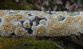 Attēlu rezultāti vaicājumam “Coriolopsis trogii”