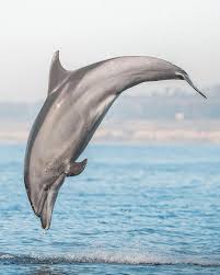 Image result for Tursiops truncatus