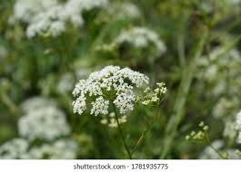 Attēlu rezultāti vaicājumam “Pimpinella saxifraga flower”