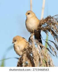 Attēlu rezultāti vaicājumam “Panurus biarmicus female”