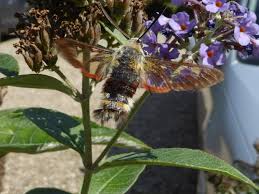 Attēlu rezultāti vaicājumam “Hemaris fuciformis”