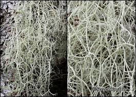 Attēlu rezultāti vaicājumam “Ramalina thrausta”