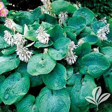 Image result for Hosta sieboldiana 'Elegans'