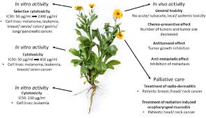 Image result for Calendula officinalis