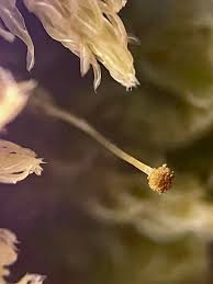 Attēlu rezultāti vaicājumam “Aulacomnium androgynum”