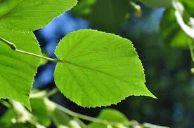 Attēlu rezultāti vaicājumam “Tilia x vulgaris”