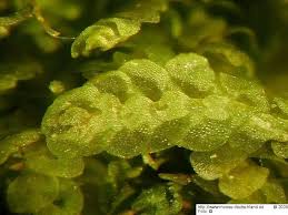 Attēlu rezultāti vaicājumam “Lejeunea cavifolia”