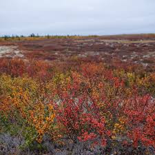 Attēlu rezultāti vaicājumam “Betula nana flower”