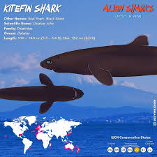 Image result for Dalatias licha