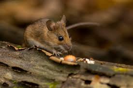 Attēlu rezultāti vaicājumam “Apodemus flavicollis”