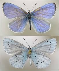 Attēlu rezultāti vaicājumam “Celastrina argiolus”