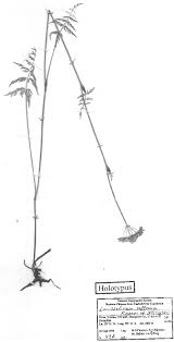 Attēlu rezultāti vaicājumam “Conioselinum tataricum”