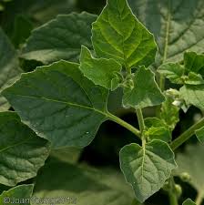 Attēlu rezultāti vaicājumam “Solanum nigrum leaf”